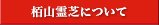 栢山霊芝について