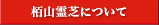 栢山霊芝について